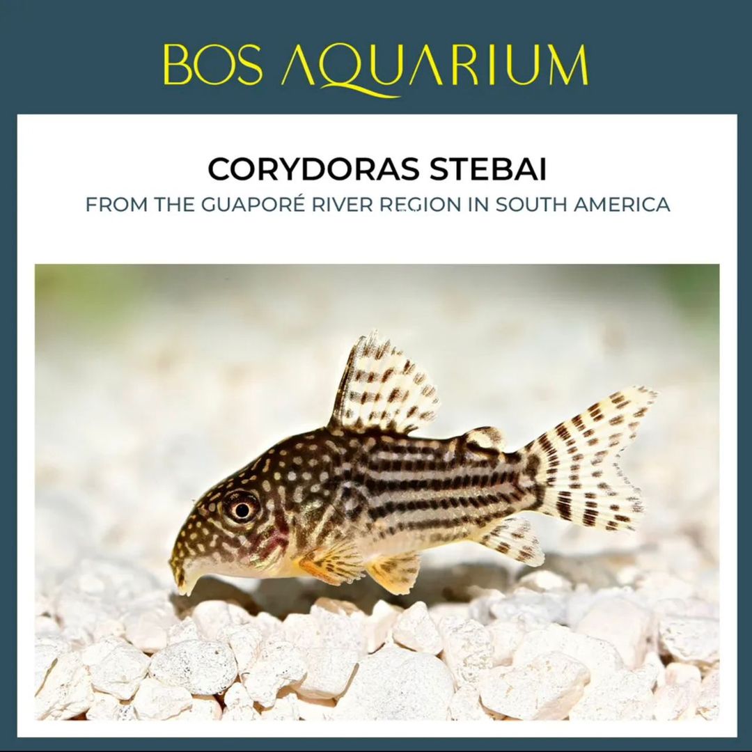 Corydoras - Sterbai