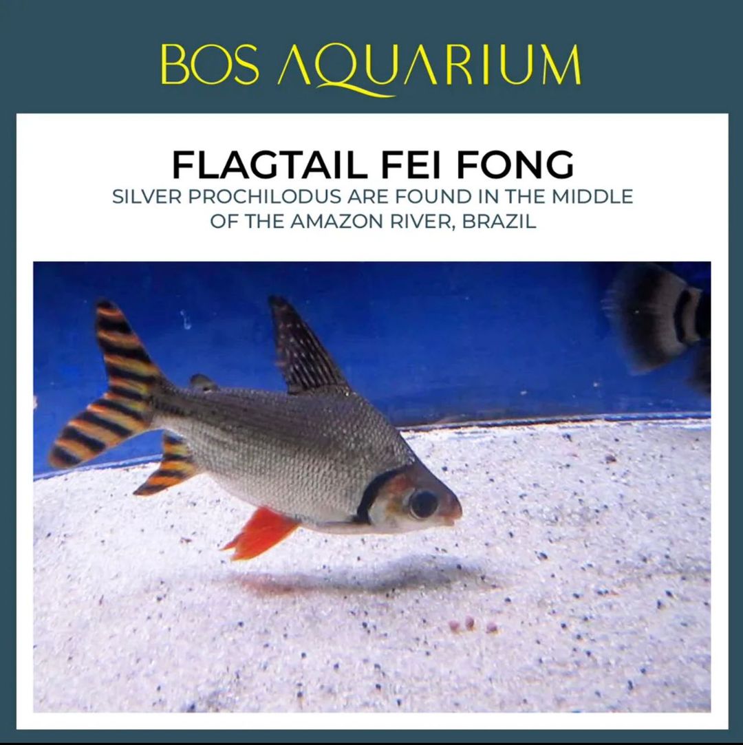 Flagtail Fei Fong (Red Tail)