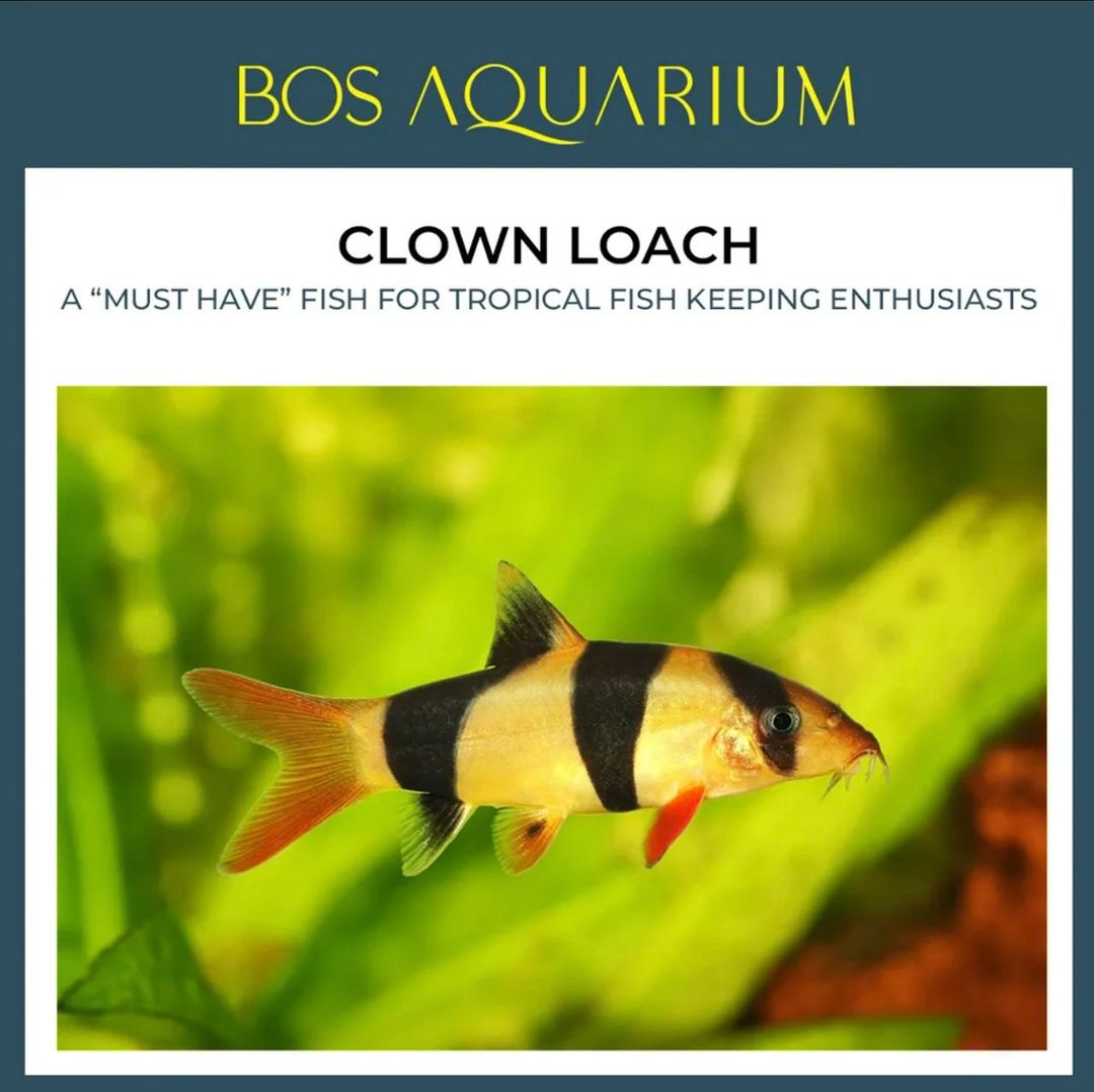 Clown Loach