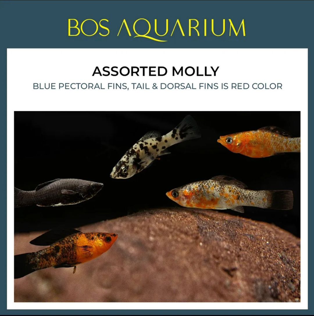 Molly Assorted