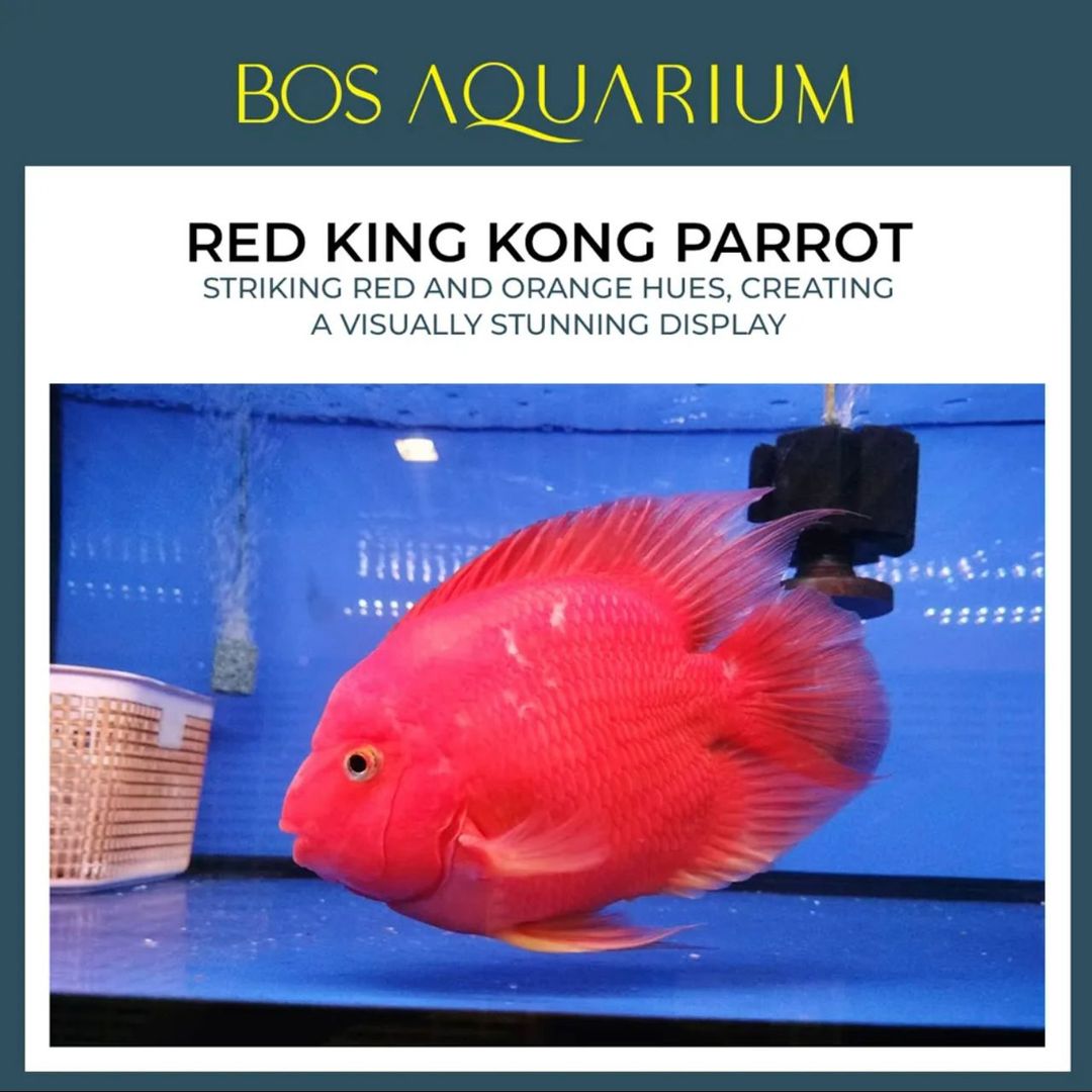 Parrot King Kong (Red)