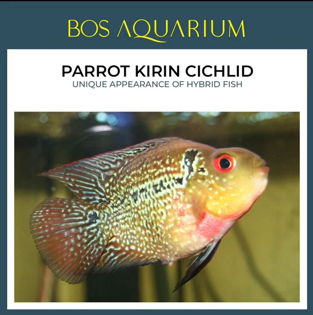 Parrot Kirin Cichlid