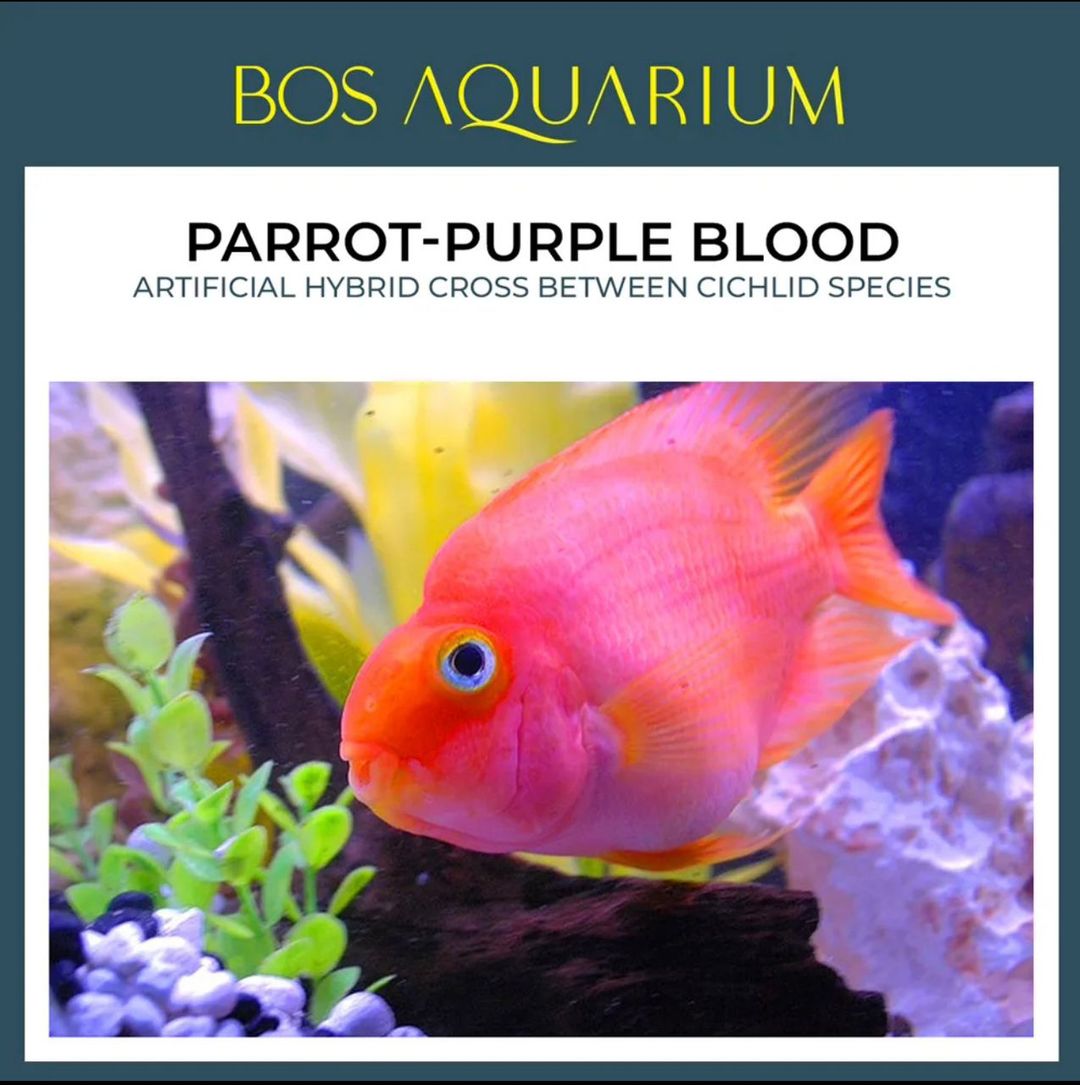 Parrot Purple Blood