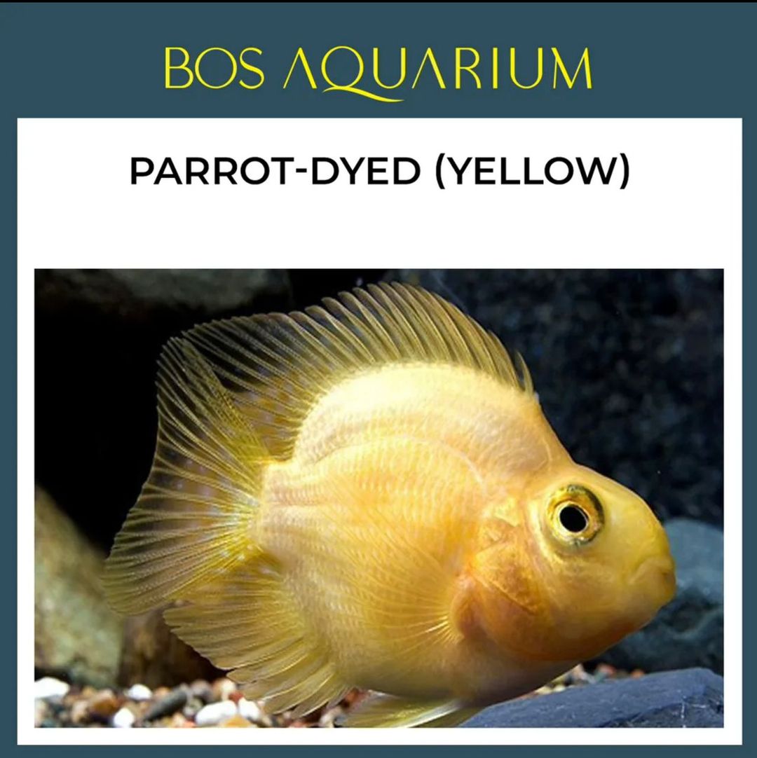 Parrot Dyew (yellow)