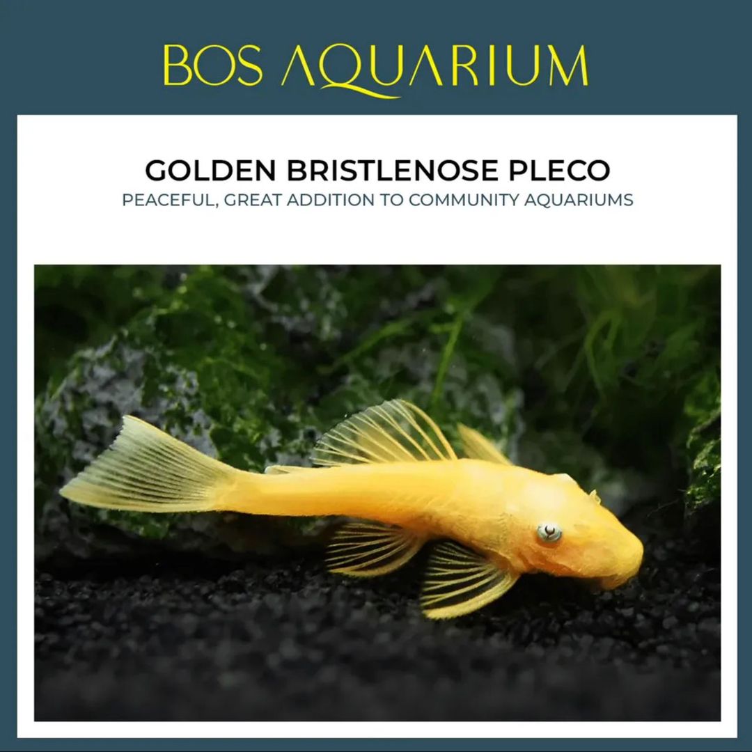 Pleco Golden Bristlenose