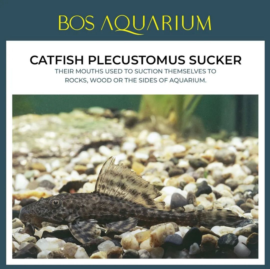 Catfish Plecustomus Sucker