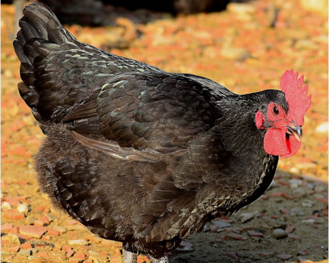 Halal Taiwan Native「Hen」 chicken(whole)-清真台灣黑羽母雞(全雞）