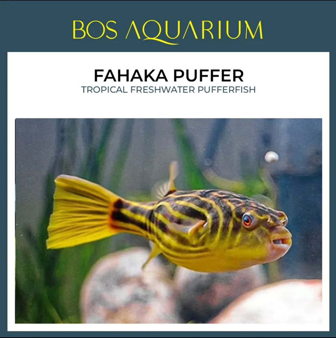 PUFFER FAHAKA