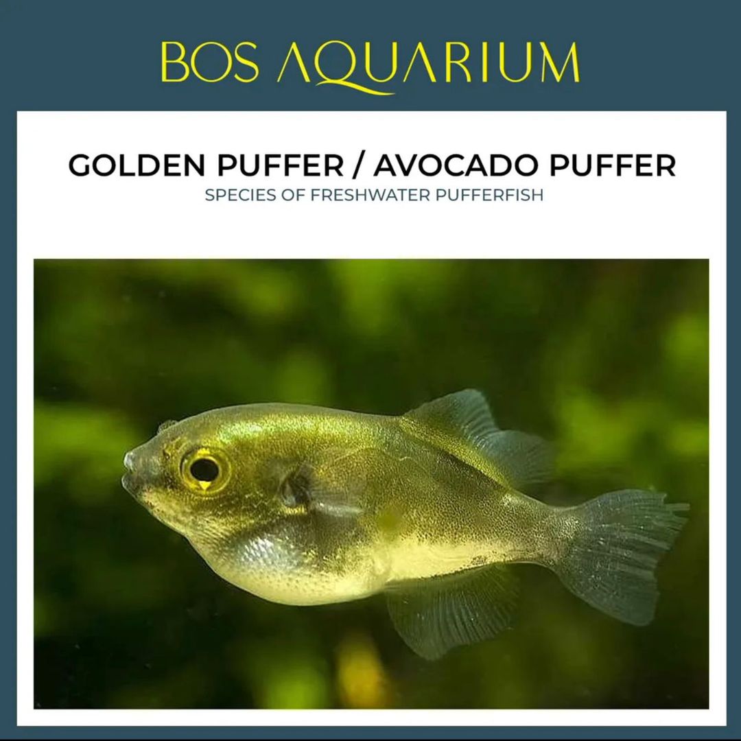 Puffer Golden / Avocado