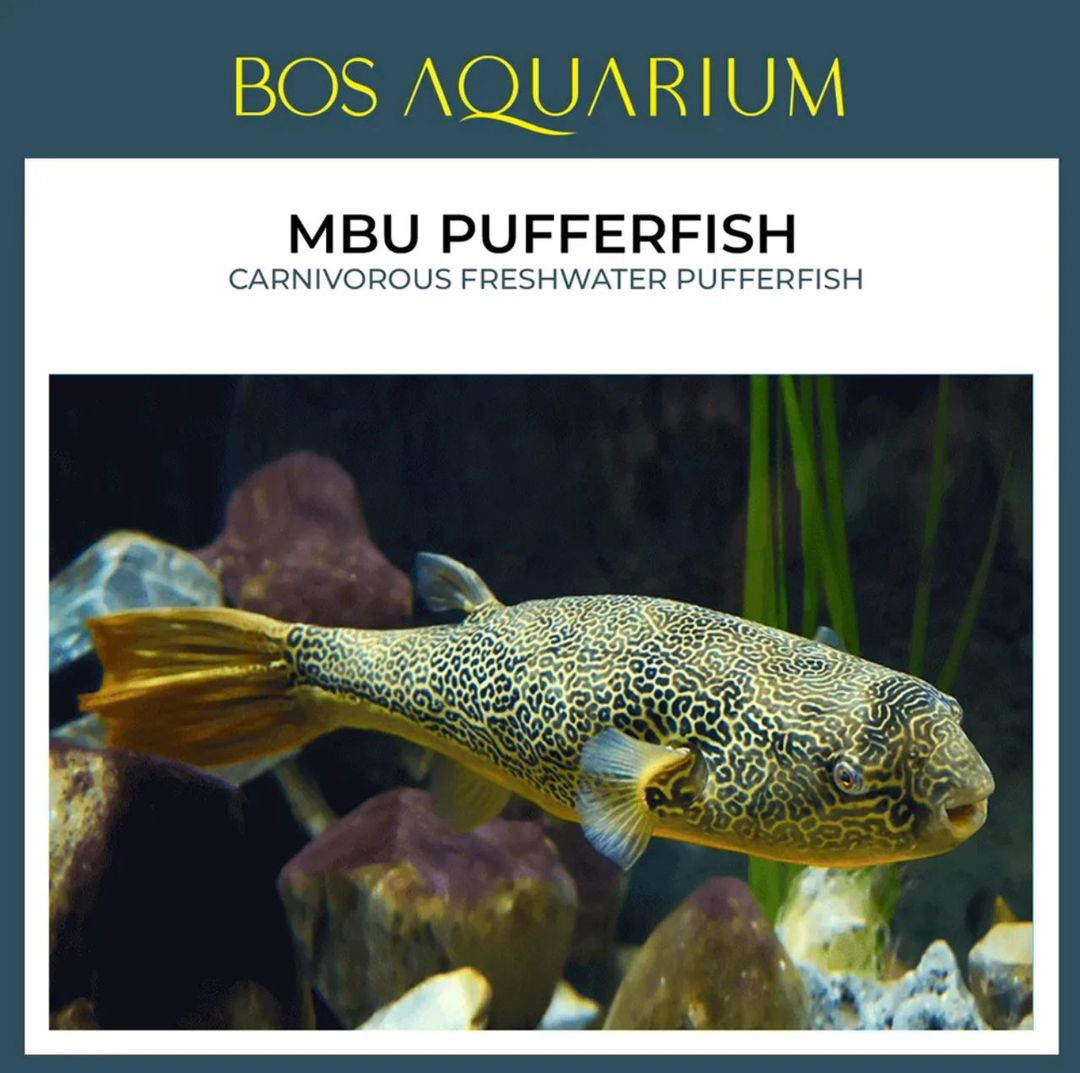 Puffer MBU