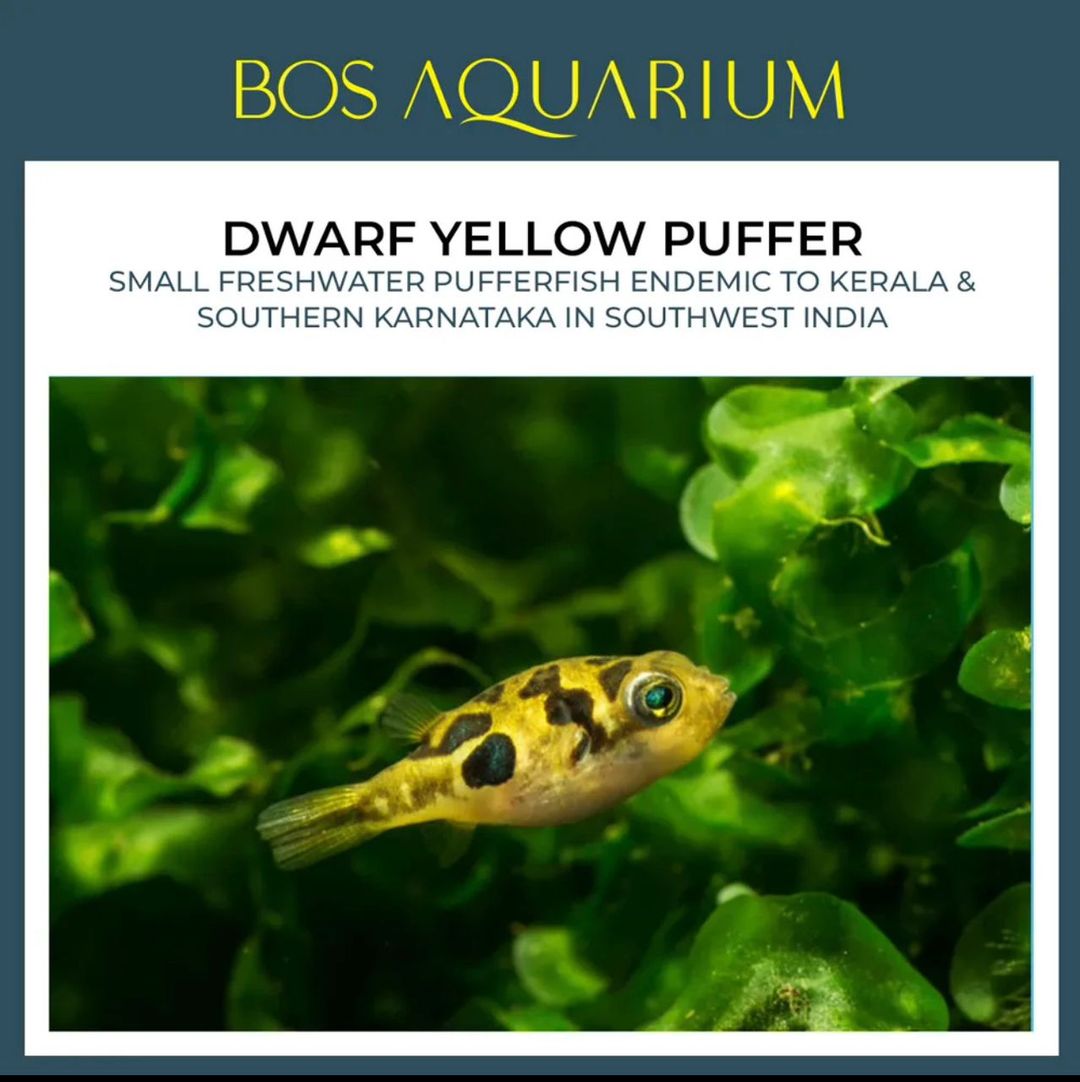 Puffer Mini dwarf