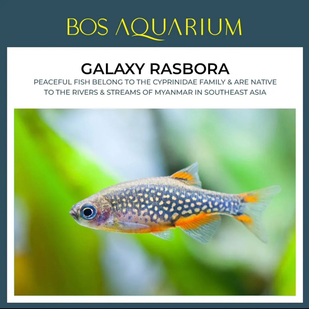 RASBORA - MICRO SP GALAXY
