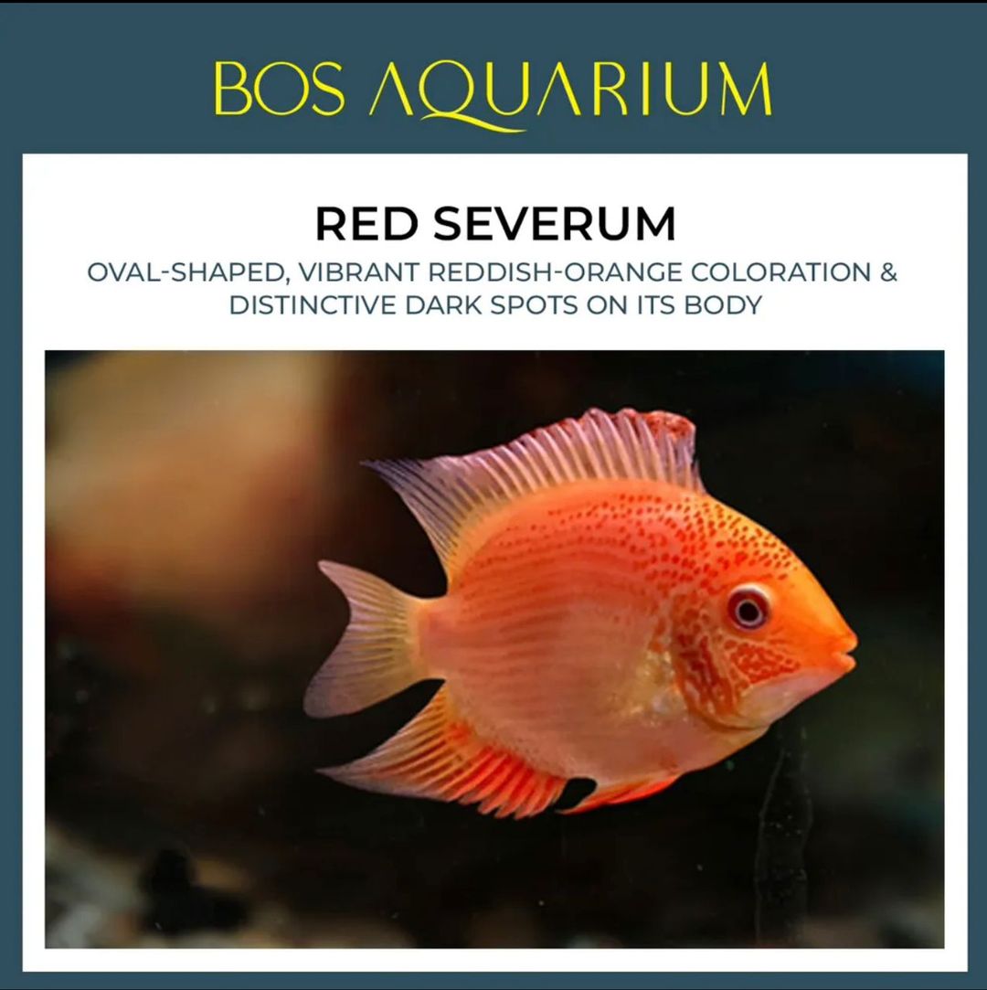 DISCUS - Albino Golden Discus (Red Severum)