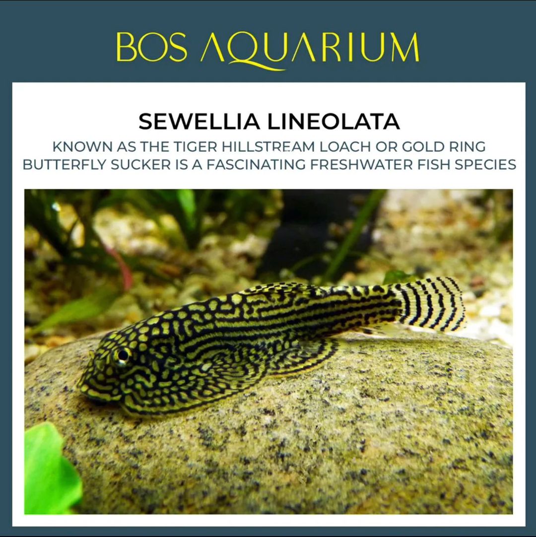SEWELLIA LINEOLATA
