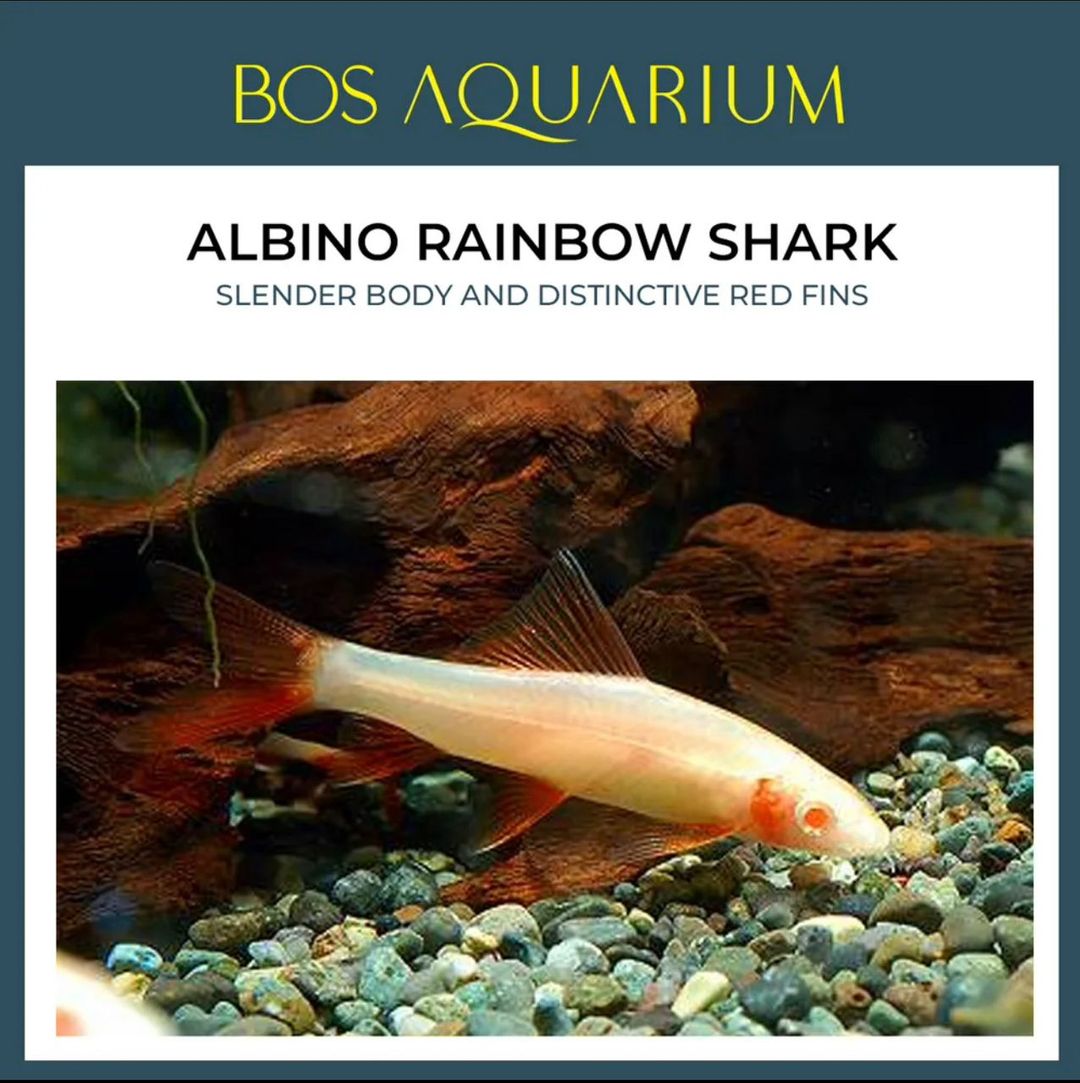 SHARK ALBINO RAINBOW