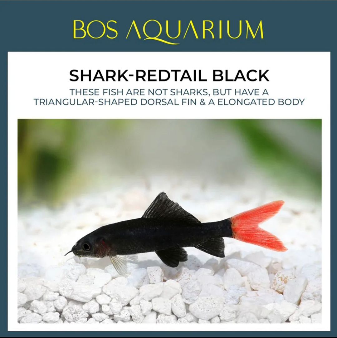 SHARK REDTAIL BLACK