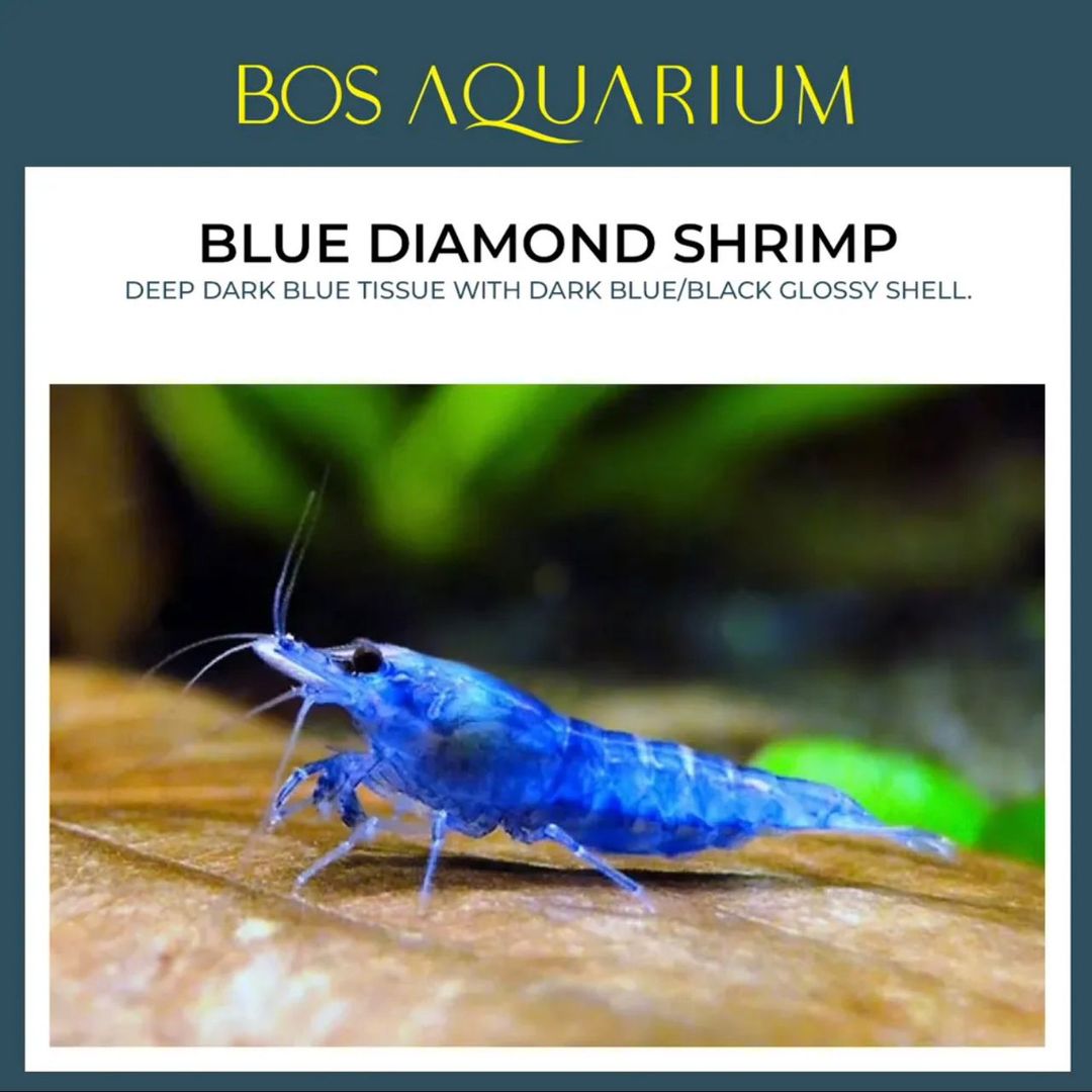 SHRIMP - BLUE DIAMOND 