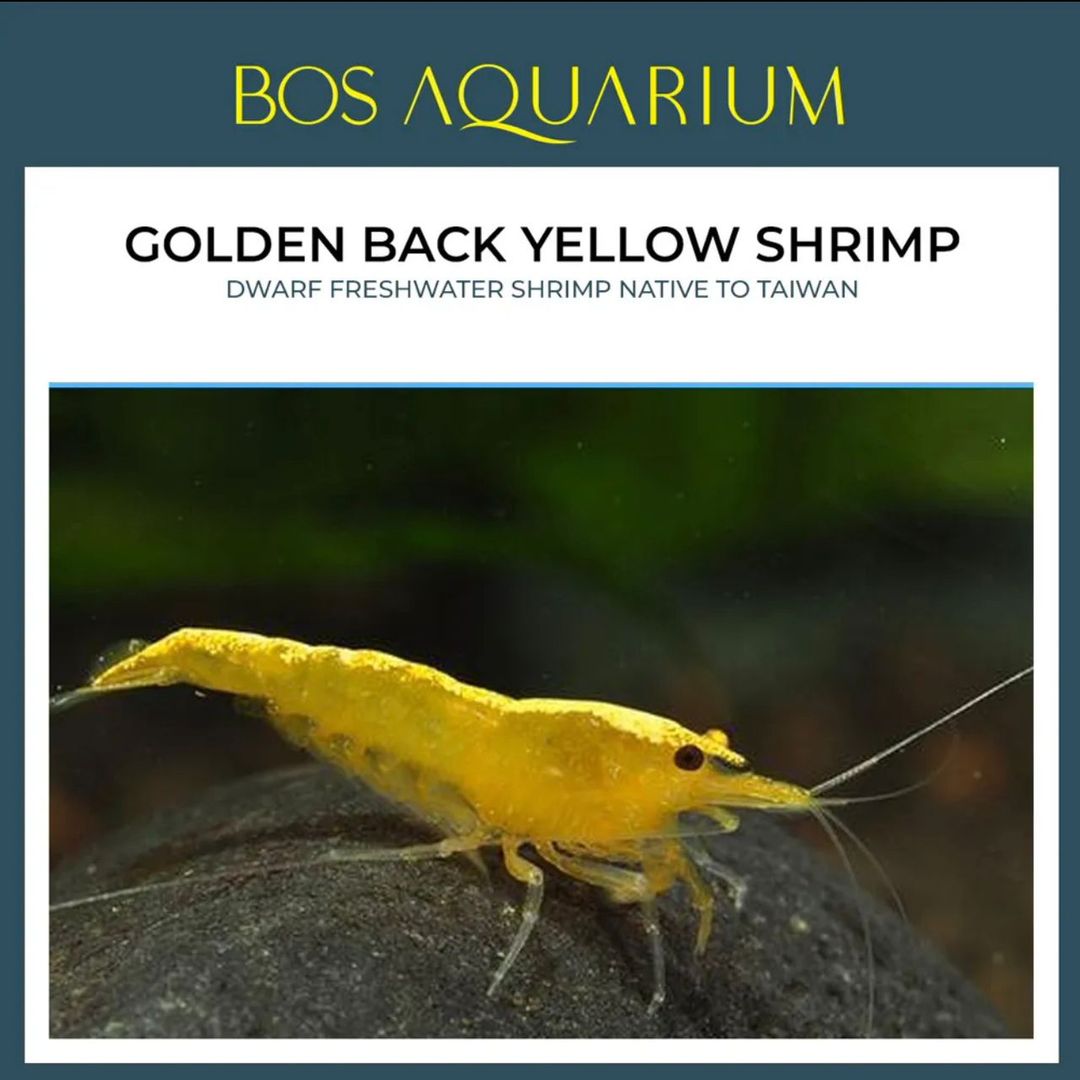 SHRIMP - GOLDEN BACK YELLOW