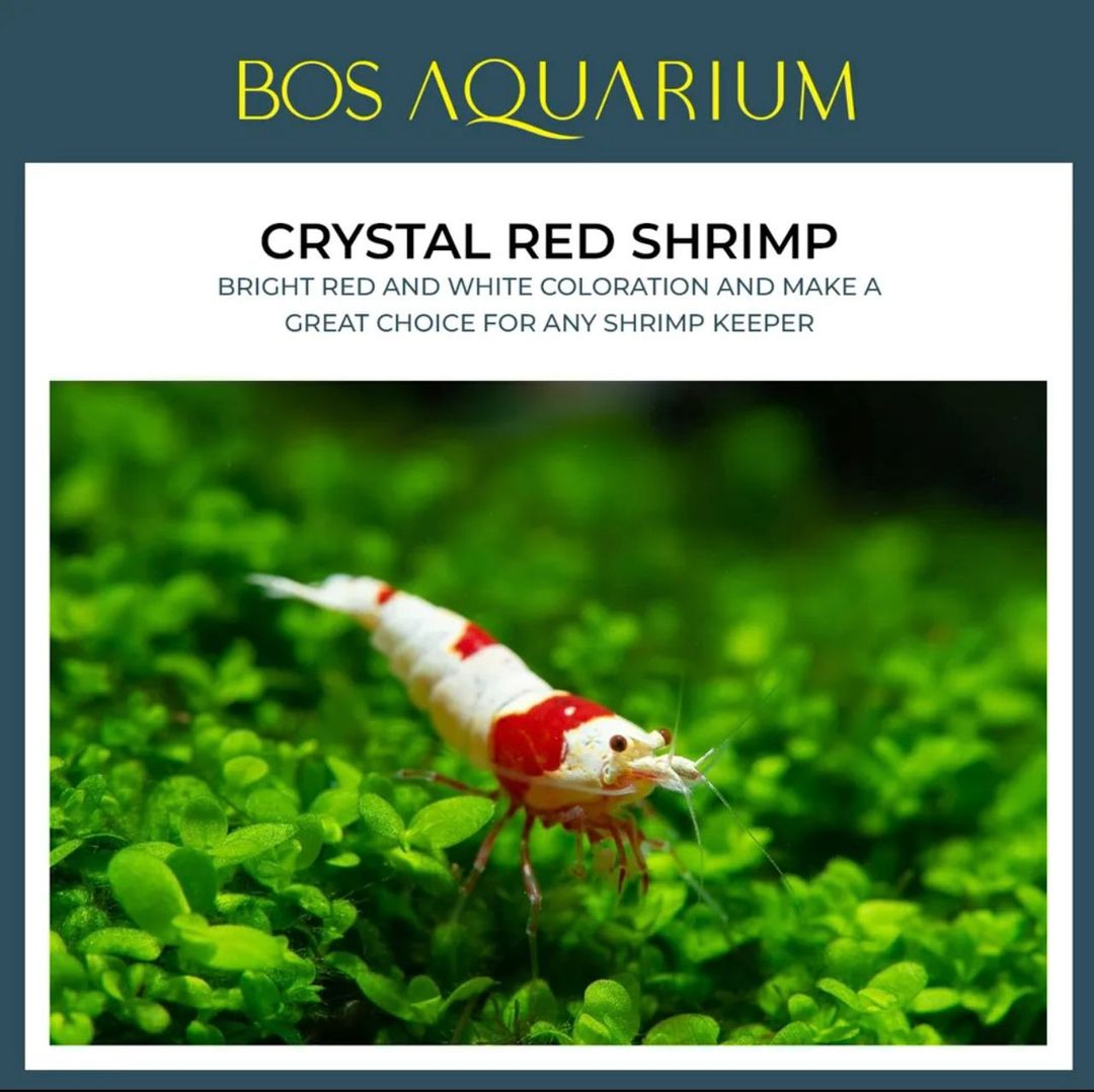SHRIMP - RED WHITE CRYSTAL