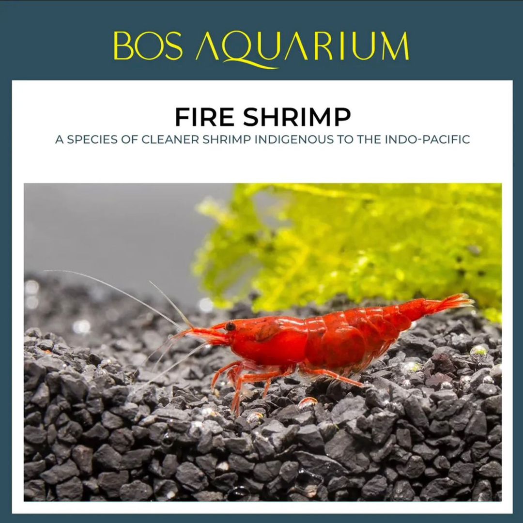 SHRIMP - RED CHERRY