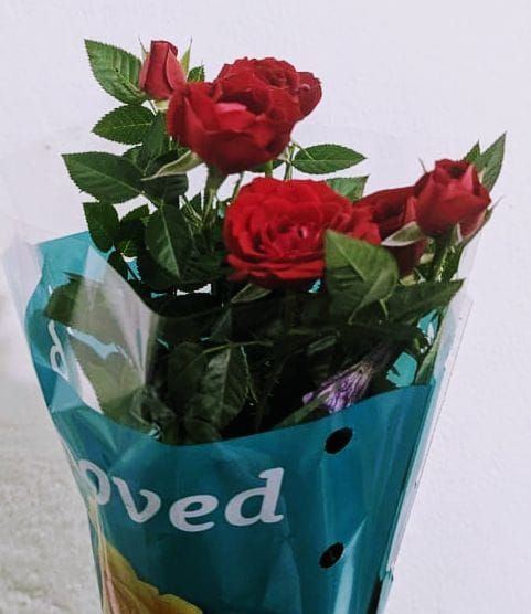 Rose Plant for Gift