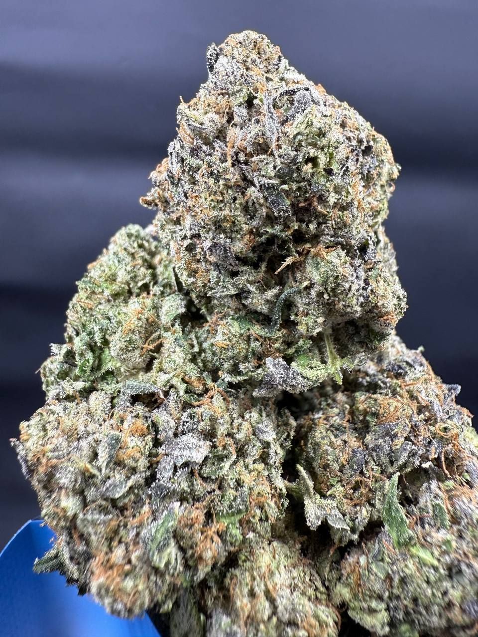 Purple Zinger⚡️