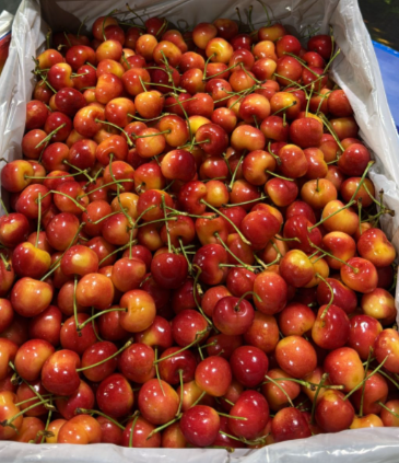 USA Cherries