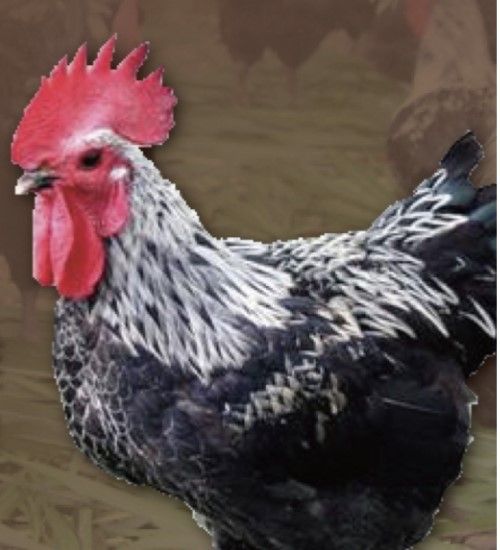 Halal Taiwan Native「Cock」 chicken (pieces)-清真台灣黑羽公雞（剁塊）