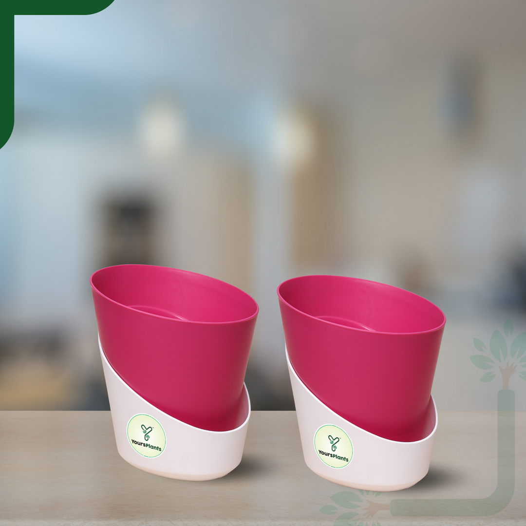Pink Atlantis Self Water Pots | Pack of 2