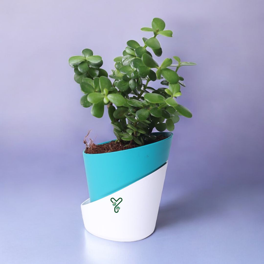 Jade Plants in Self Watering Pot -Good Luck Vastu Plant