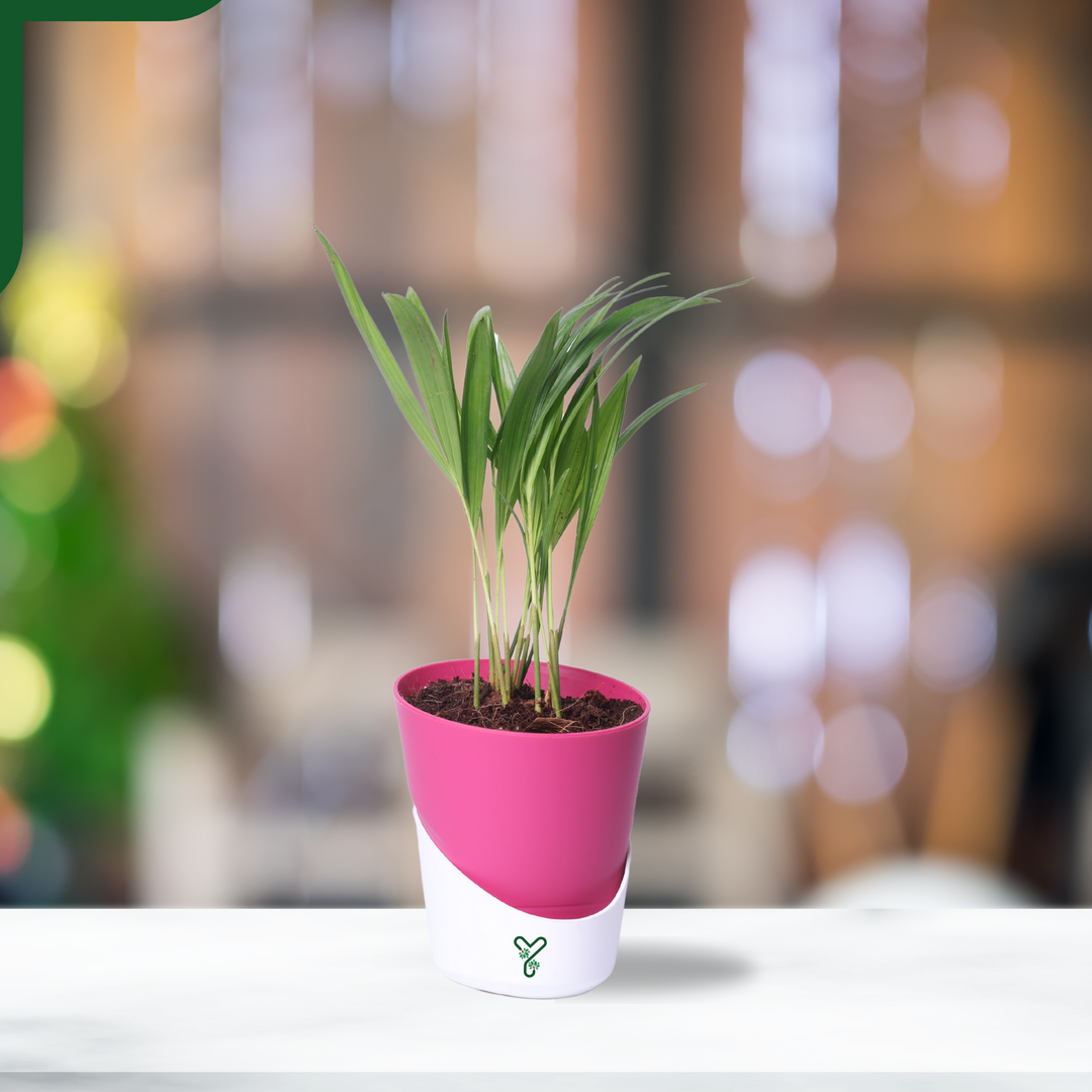 Air-purifier Areca Palm 4-inch Self Watering Pot - Perfect Office or Home Decor