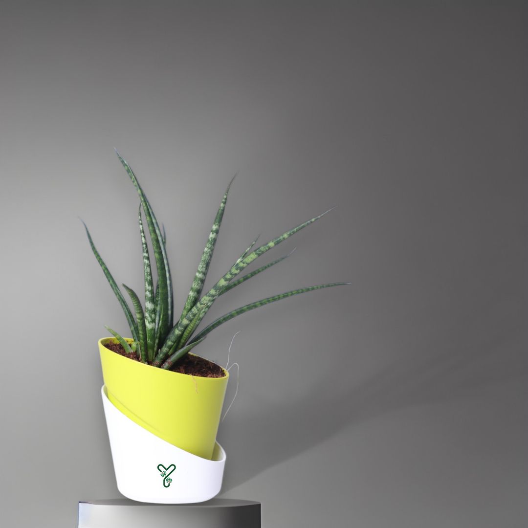 Snake Plant (Sansevieria Punk) is an Air-Purifying Hero