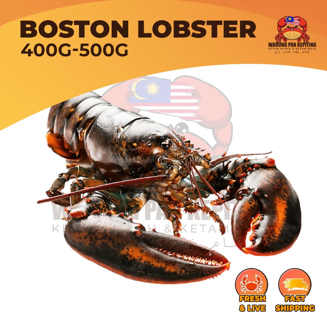 [FRESH LIVE] Boston Lobster - Premium & Hidup