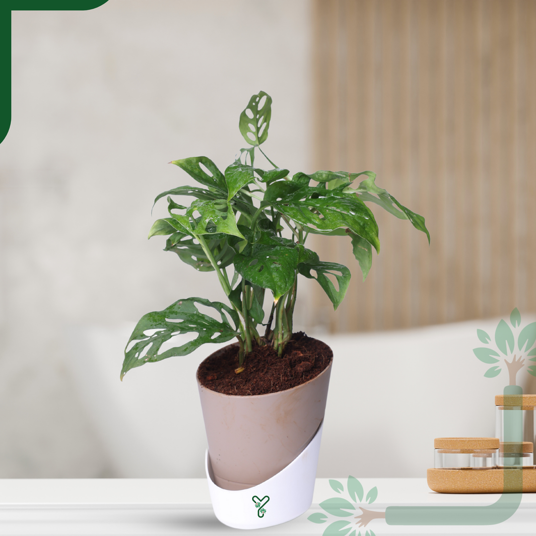 Broken Heart Plant in 4'' Pot-Symbol of Love & Care