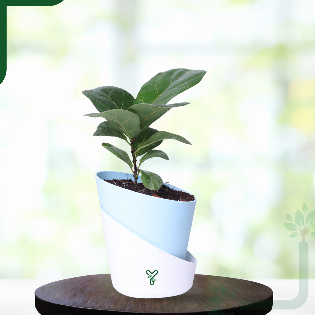 Ficus Lyrata Bambino in Self-Watering Pot -4Inch Compact & Showstopper Indoor Plant