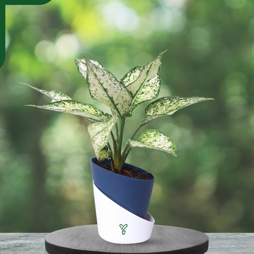 Aglaonema Snow White Plant Live-Stunning Foliage & Easy Care Air Purifier
