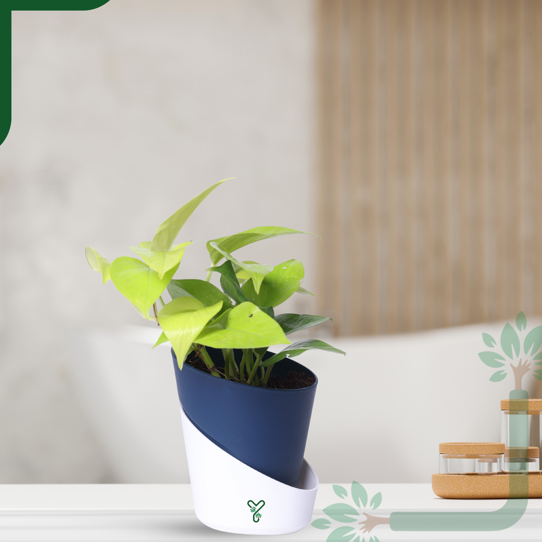 Golden Money Plants in 4'' Pot
