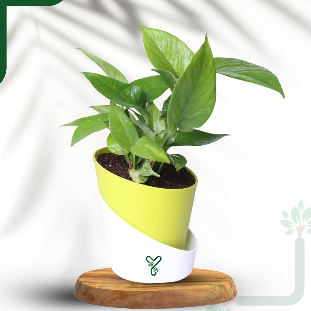 Green Money Plant Live Plant- Air Purifying & Prosperity Bringing Indoor Plant