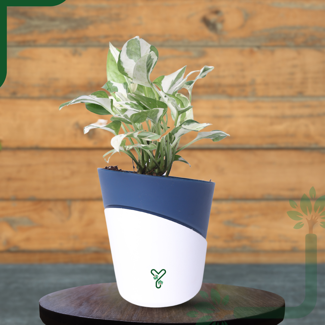 N'Joy Money Plant- Air Purifying & Easy Care Indoor Plant
