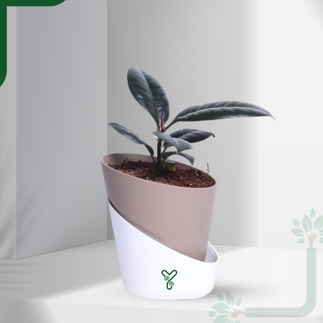 Rubber Plant in Atlantis Self-Watering Pot – Low Maintenance Indoor Plant for Home & Office Decor