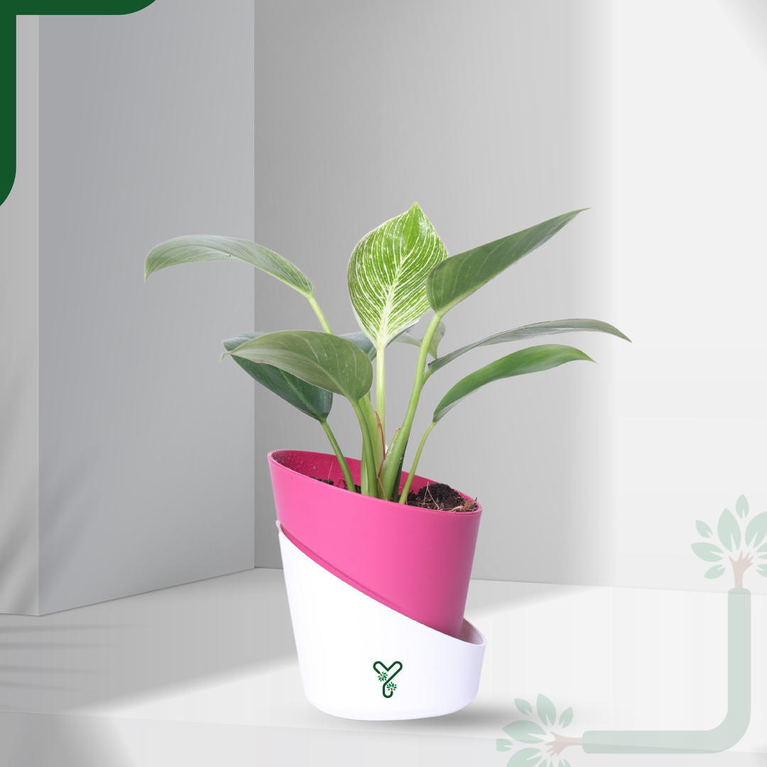Philodendron Birkin Live Plant- Elegant Indoor Greenery & Thoughtful Gift
