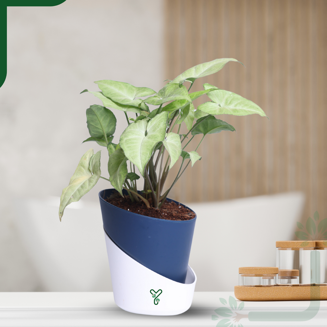 Syngonium White Butterfly Plant-Air Purifying & Elegant Indoor Plant
