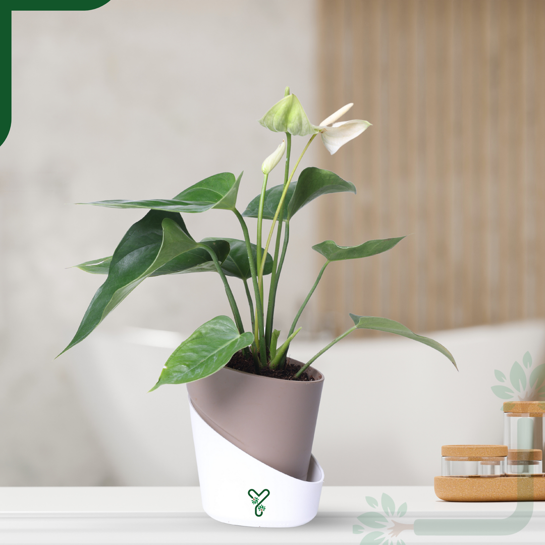 Anthurium Plant White Live - Elegant Purity & Air Purifying Indoor Plant