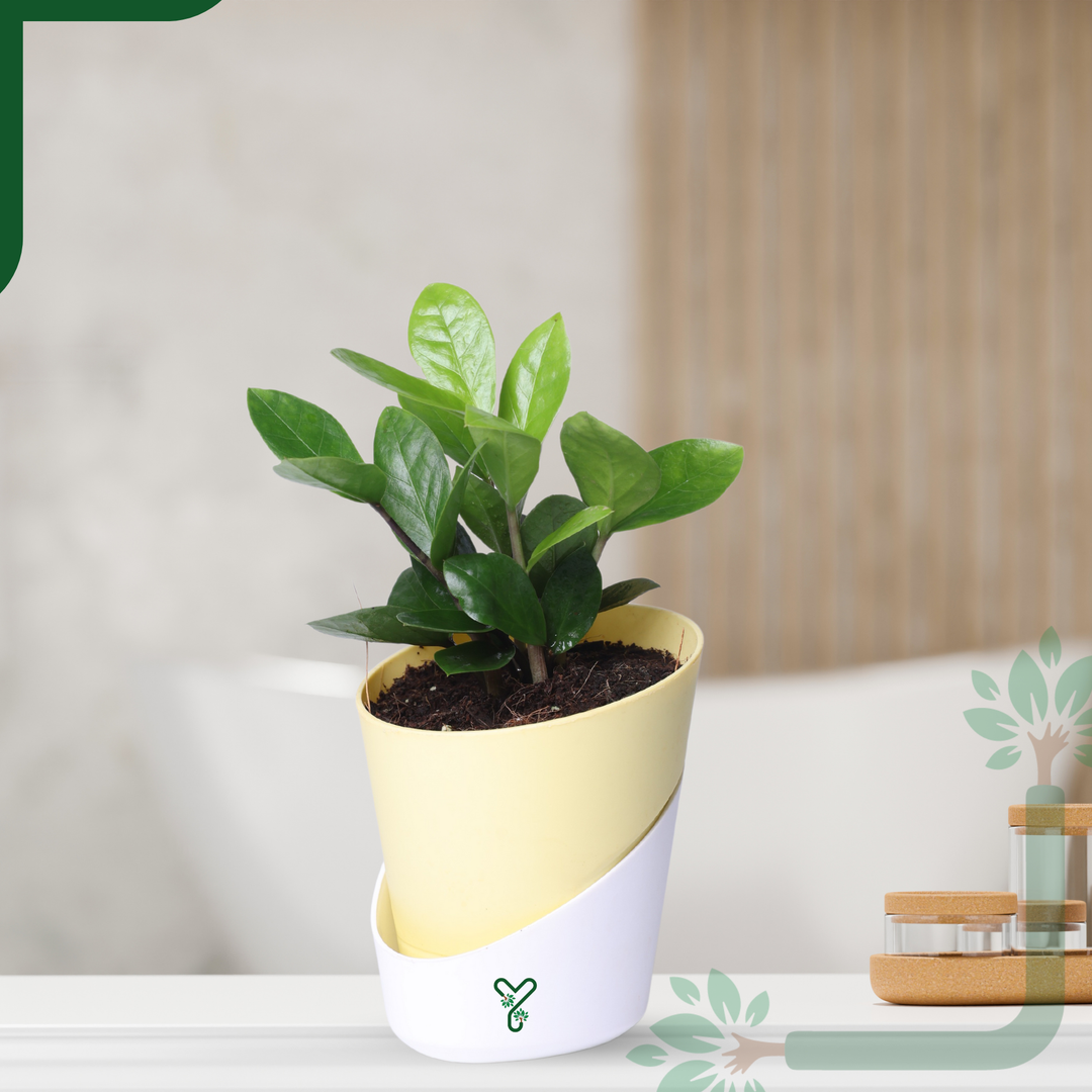 ZZ Green Plant (Zamioculcas Zamiifolia) - Easy Care & Air Purifying Indoor Plant