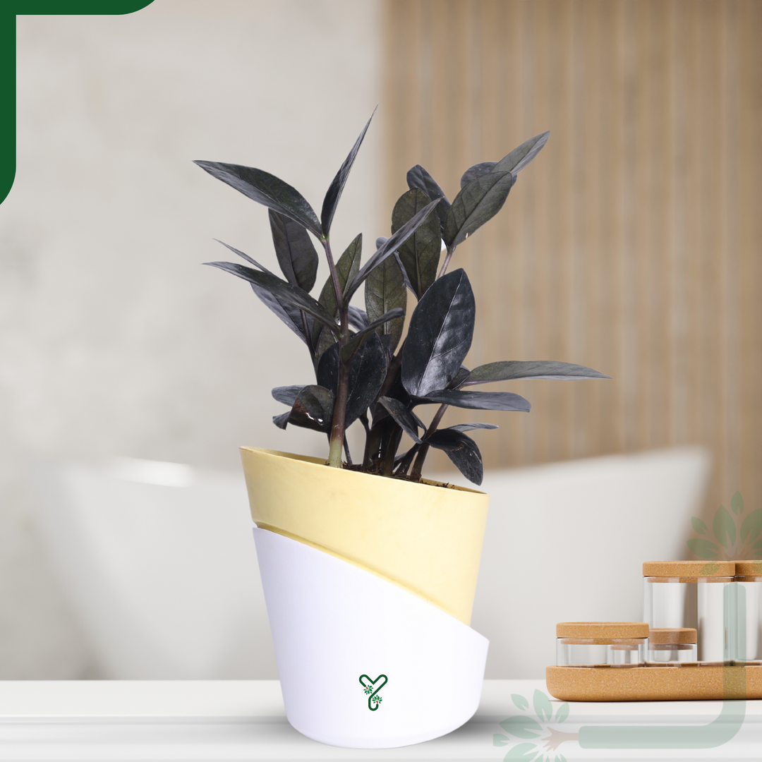  ZZ Black Plant- Low Light, Air Purifying & Indestructible Indoor Plant