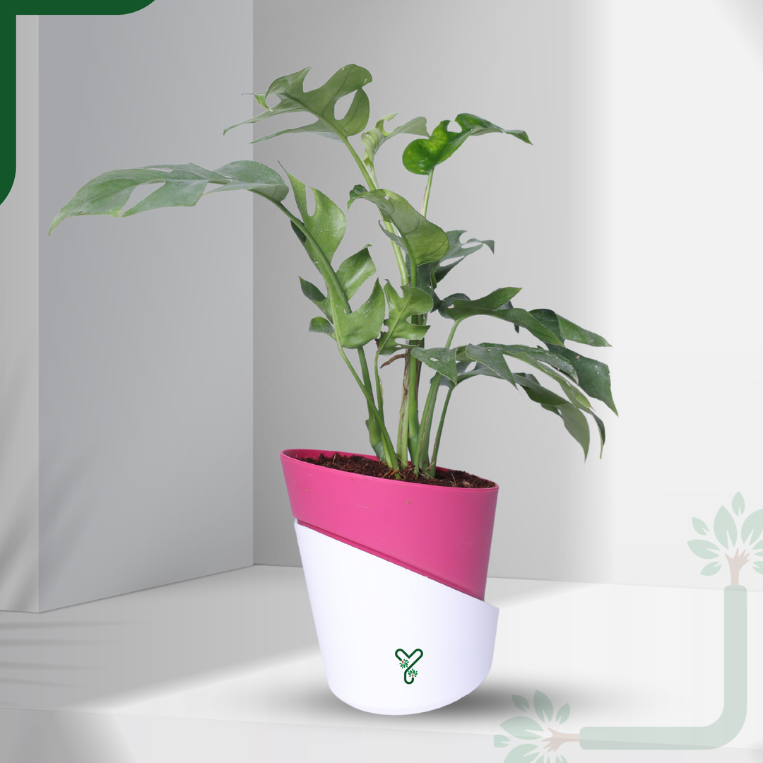 Monstera Siltepecana Live Plant - Rare Beauty, Air Purifying & Easy Care
