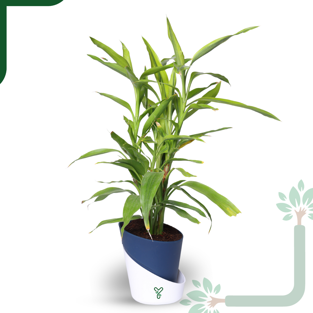Lucky Bamboo Variegated Green - Vastu Compliant, Good Luck Plant & Easy Care