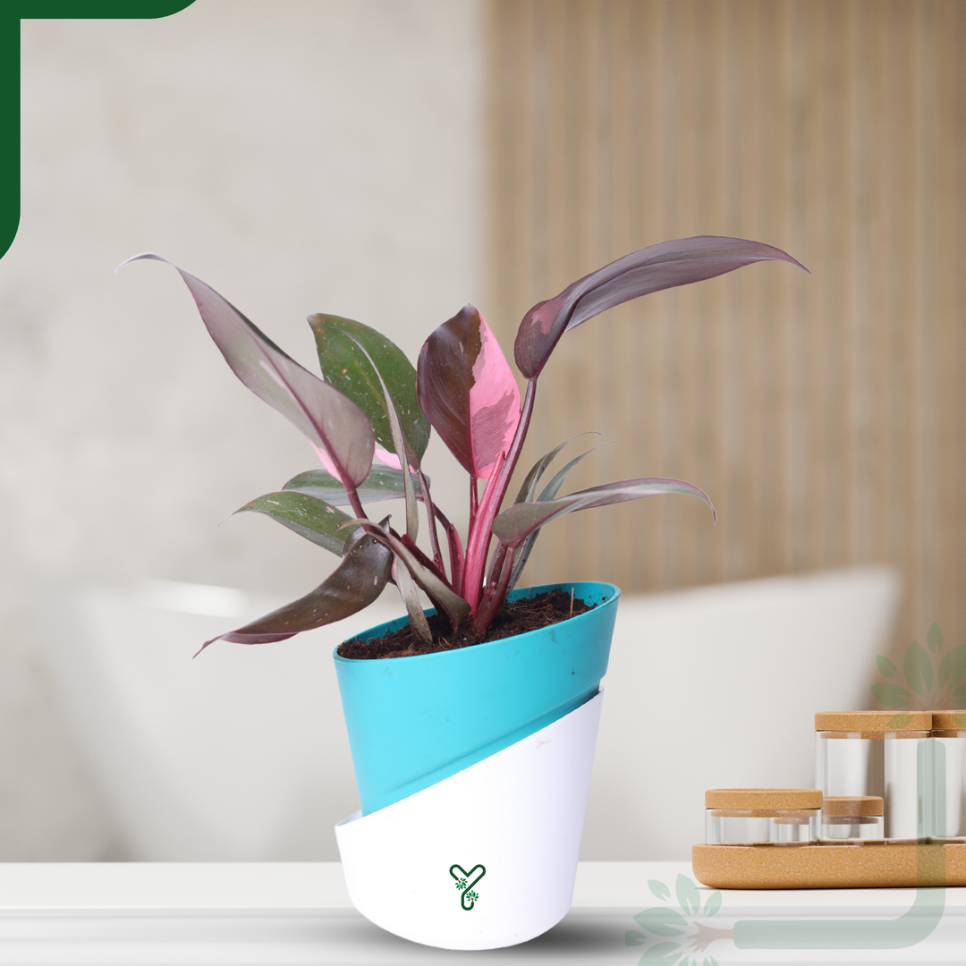Philodendron Pink Princess Live Plant - Rare Beauty, Vastu Positive & Easy Care Indoor Plant