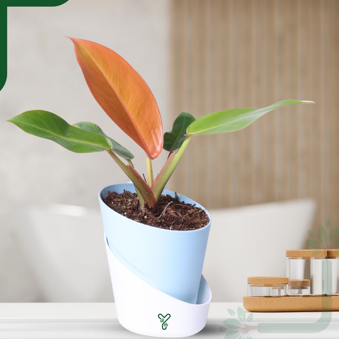 Philodendron Prince of Orange Live Plant - Vibrant Foliage & Auspicious Home Decor