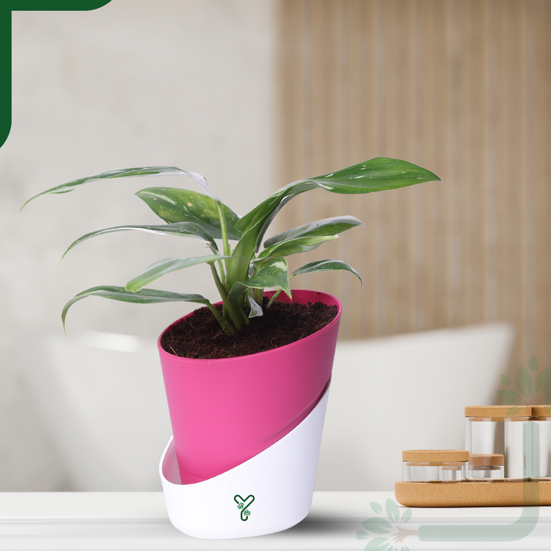 Philodendron White Princess Live Indoor Plant - Rare Beauty & Vastu Compliant